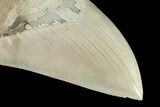 Exceptional Fossil Megalodon Tooth - Aurora, North Carolina #205627-3